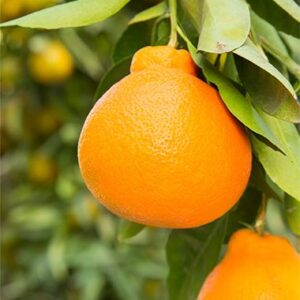 Minneola Oranges Plant