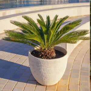 Sago Palm /  Cycas revoluta