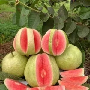 Red Diamond Guava Plant
