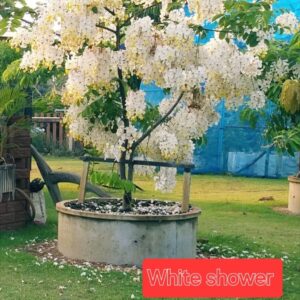 Queen's Hospital White Shower Tree