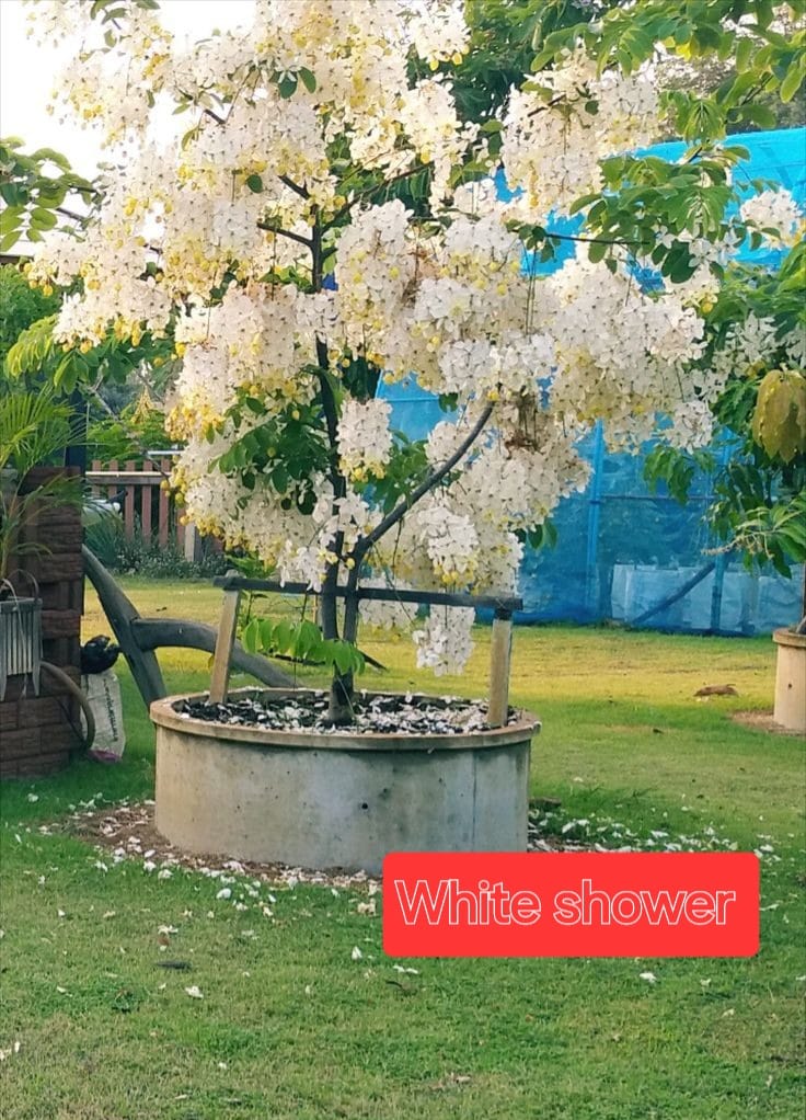 Queen's Hospital White Shower Tree