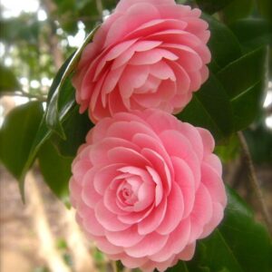 Camellia Pink Plants