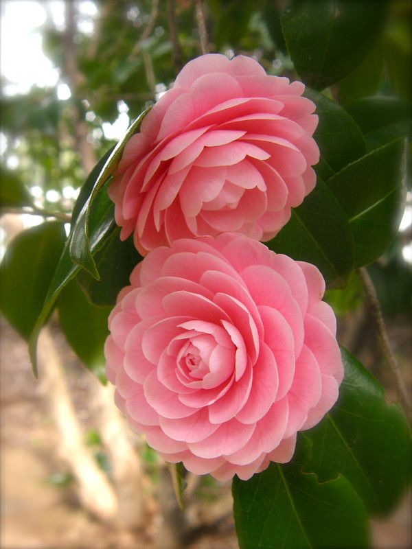 Camellia Pink Plants