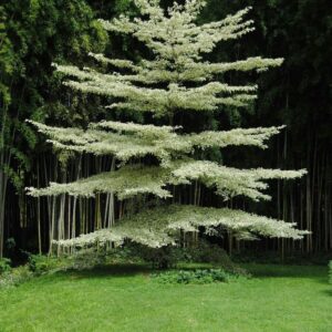 Variegated Terminalia Tree