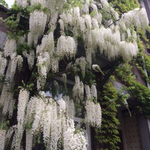 Wisteria Vine White