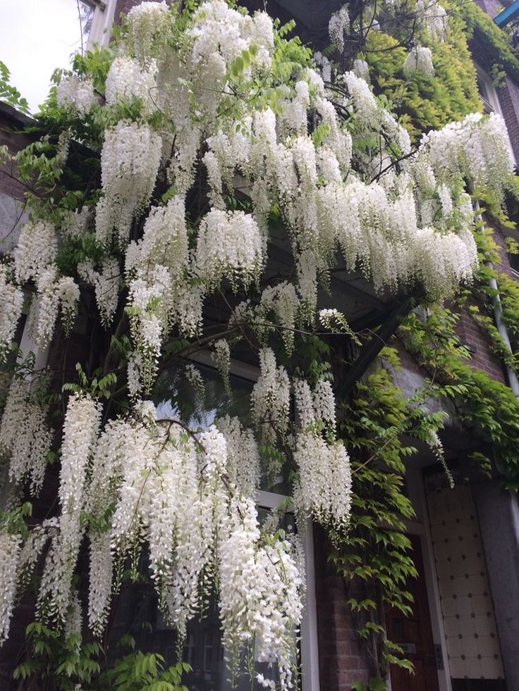 Wisteria Vine White