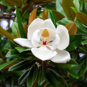 Magnolia Grandiflora / Southern Magnolia Plants