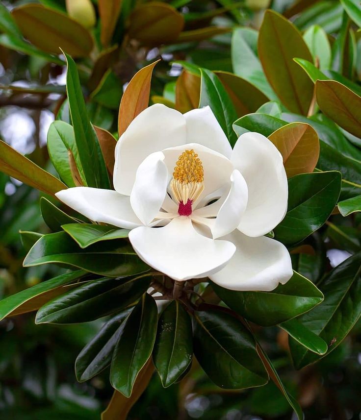 Magnolia Grandiflora / Southern Magnolia Plants