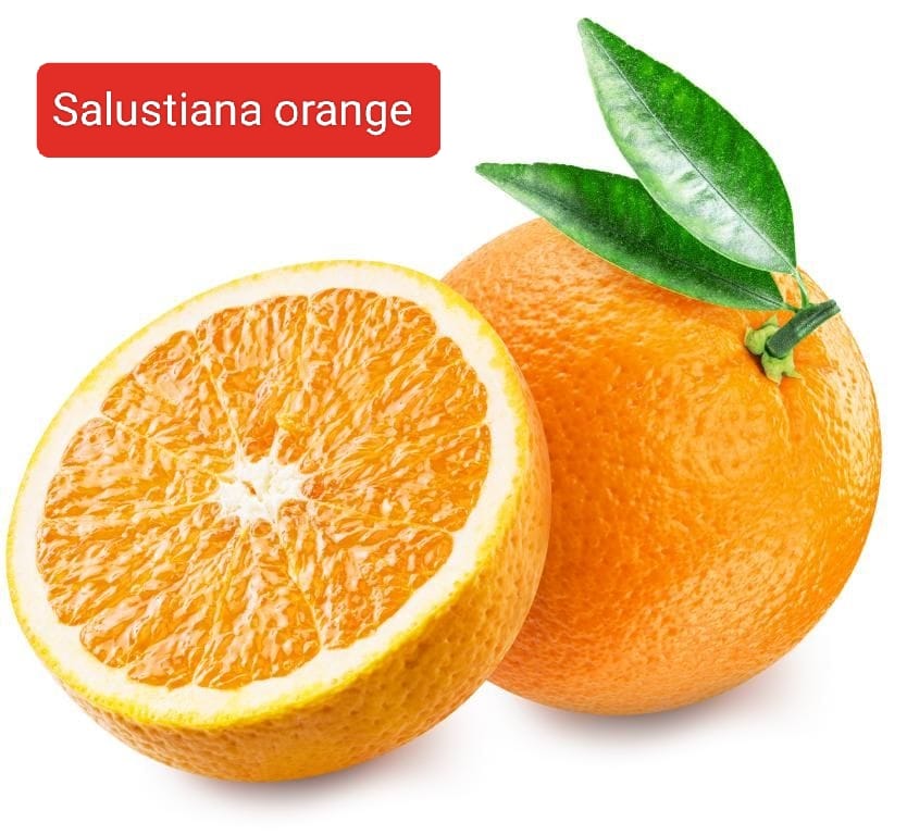 Salustiana Orange, Plants