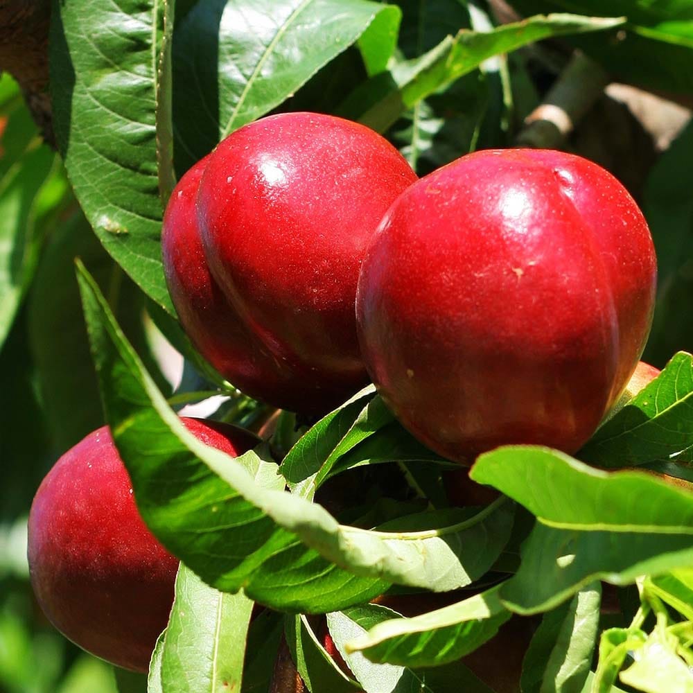 Nectarine Peach plants