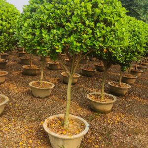 Ficus Lollipop  Plant