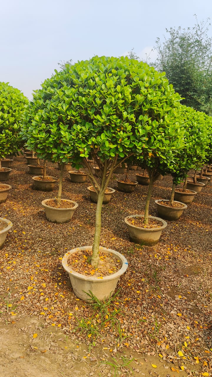 Ficus Lollipop Plant