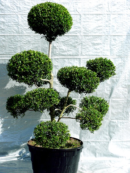 Ficus Topiaris