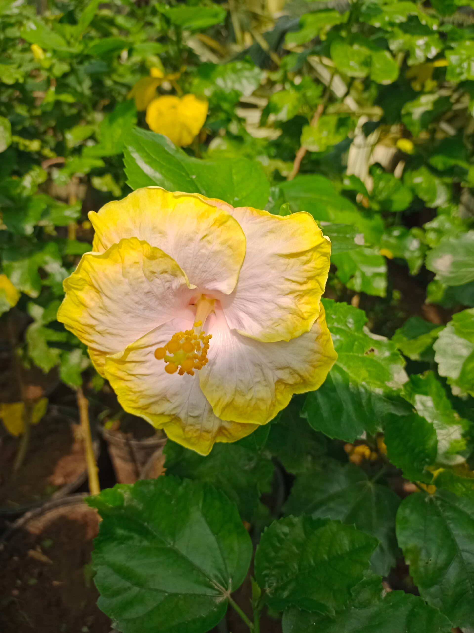 Grafted Habiscus Plant
