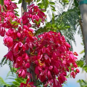 Cassia Red /Cassia Roxburghii