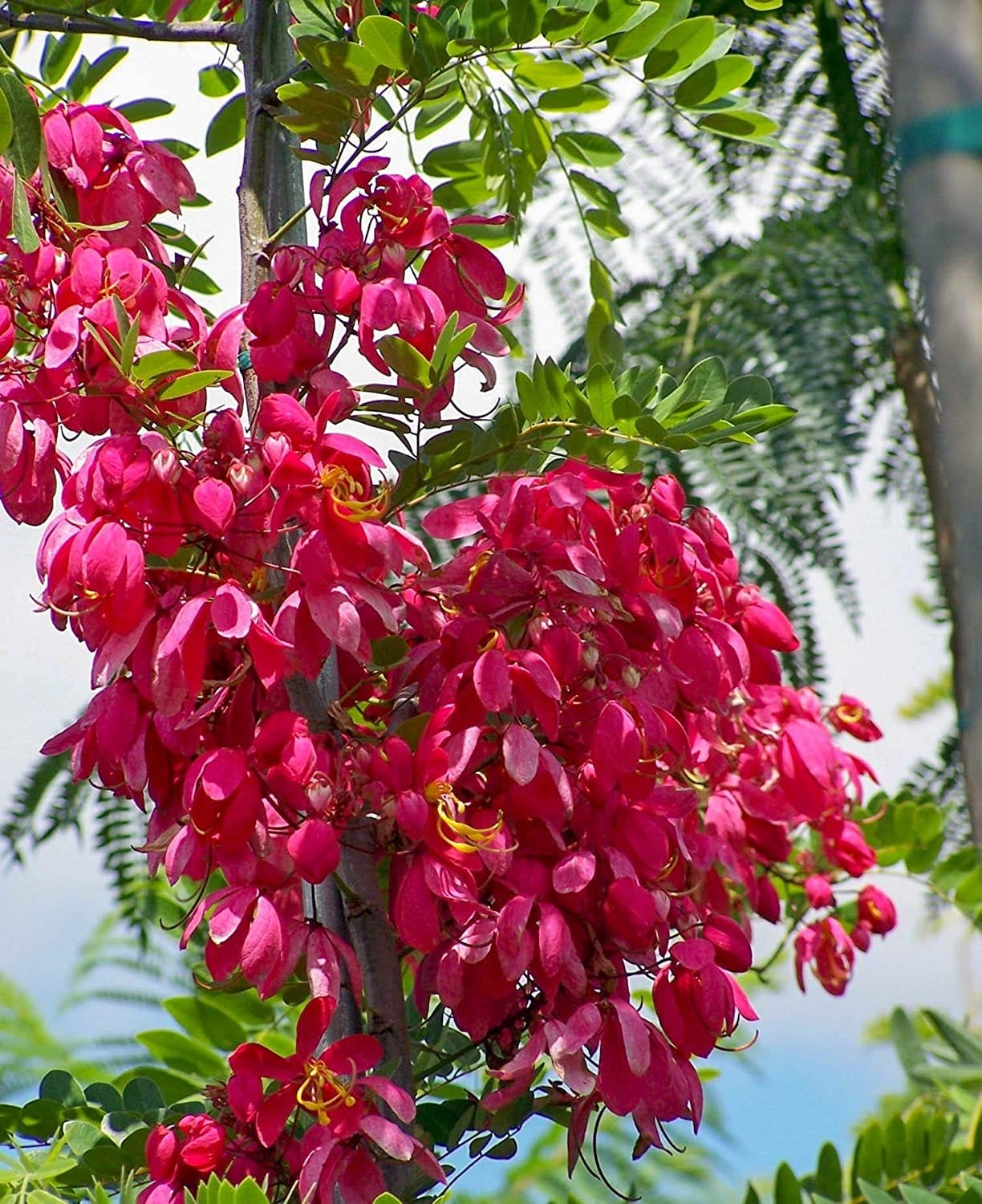 Cassia Red /Cassia Roxburghii