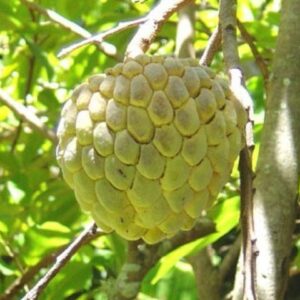 Custard Apple Trees