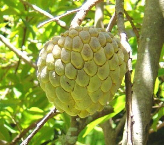 Custard Apple Trees