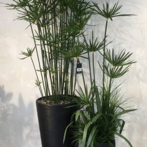 Umbrella Palm Plants