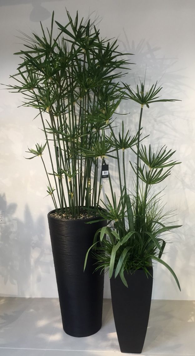 Umbrella Palm Plants