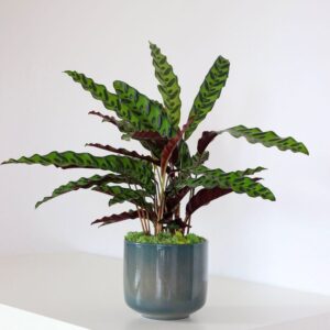 Calathea lancifolia plants