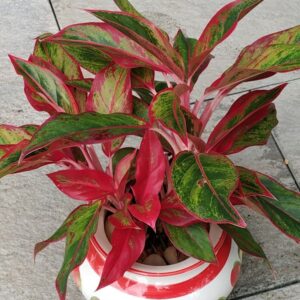 Red Aglaonema Lipstick