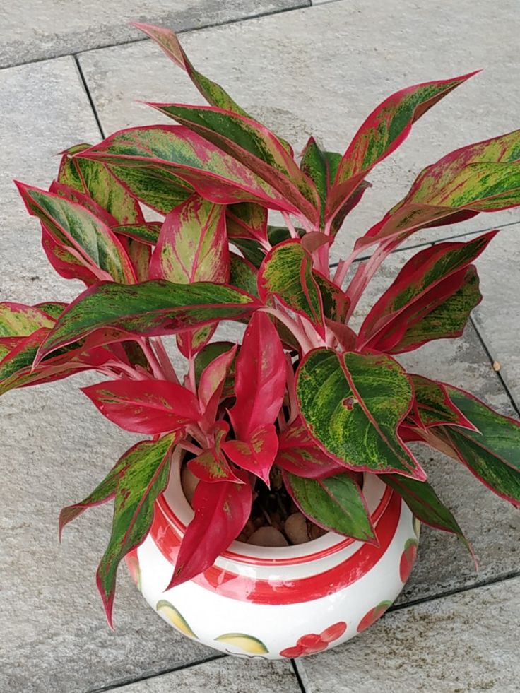 Red Aglaonema Lipstick