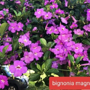 Bignonia Magnifica Plants