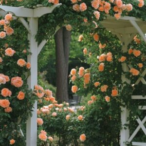 Polka Climbing Rose