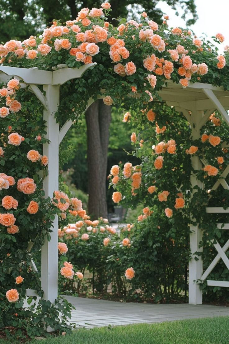 Polka Climbing Rose