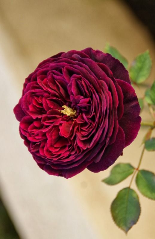 The Prince's Rose