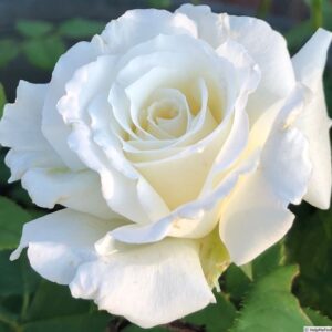 Pop John Paul II Rose