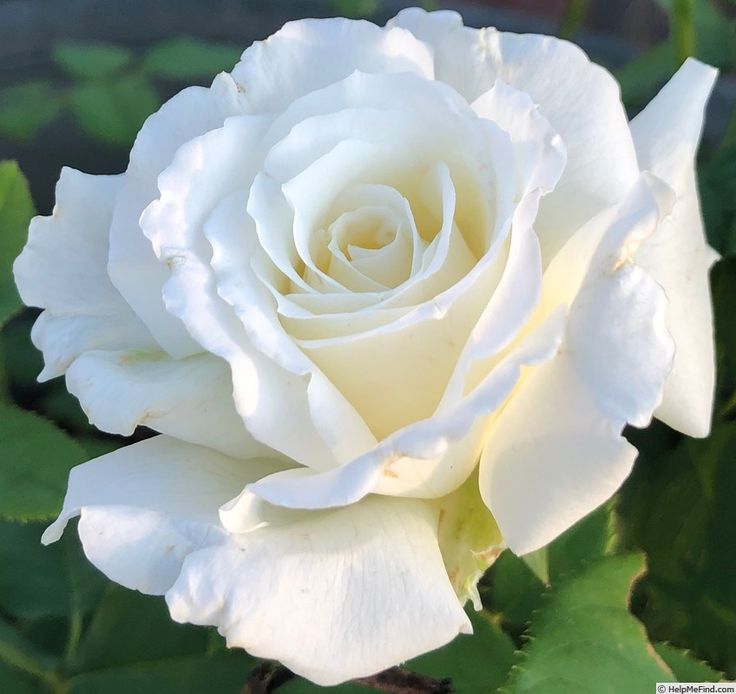 Pop John Paul II Rose