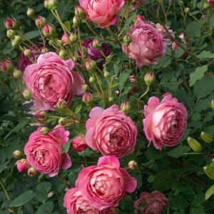 Jubilee Celebration Rose