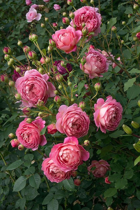 Jubilee Celebration Rose