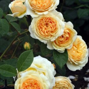 Teasing Georgia Climbing Rose