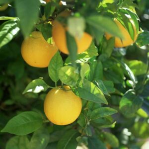 Meyer Lemon Plants