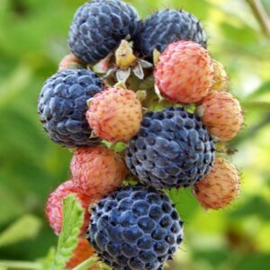 Mysore Raspberry Plants