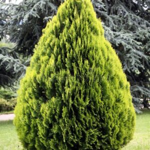 Thuja plants