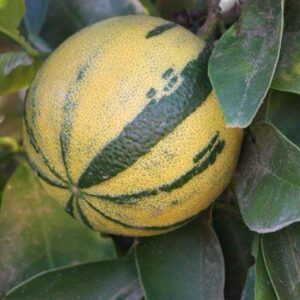 Variegated Orange Fruit Plants