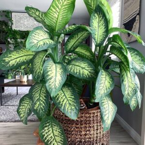 Dieffenbachia Plants