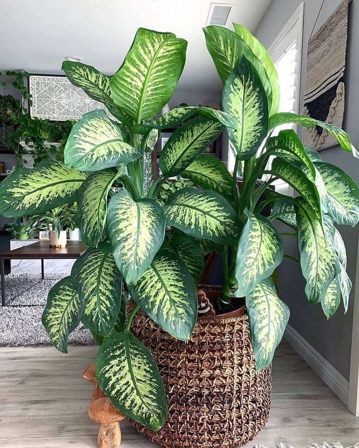 Dieffenbachia Plants