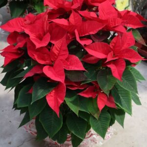 Ponsietta Flowers Plants