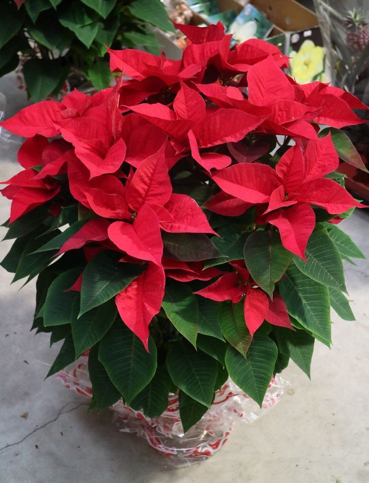 Ponsietta Flowers Plants