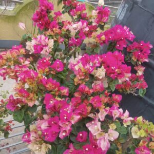 Indian Chitra Bougainvillea