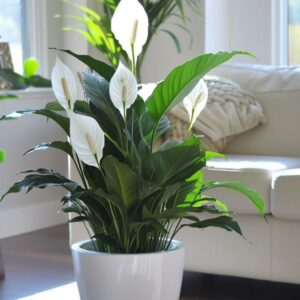 Peace Lily Plants (Spathiphyllum)