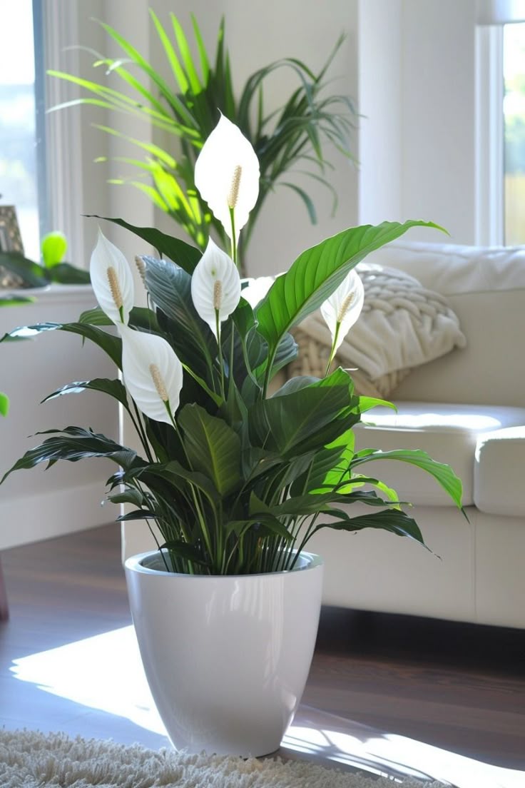 Peace Lily Plants (Spathiphyllum)