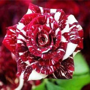 Black Tiger Rose