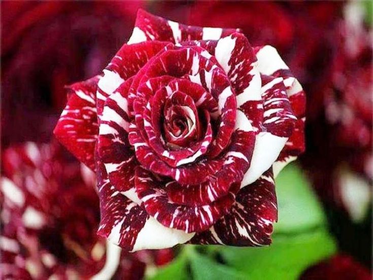 Black Tiger Rose
