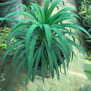 Yucca desmetiana ( Yucca Shower)